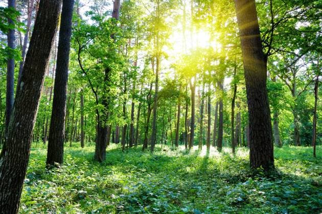 Creative Highlights World Summer forest, sun, model released, , property released, , 1361807.jpg, sun, forest, summer, nature, sunlight, tree, park, green, spring, landscape, sunbeam, foliage, leaf, plant, grass, lush, trunk, light, shiny, color, through, lit, sunset, vanishing, igniting, perspective, shadow, morning, woods, bush, long, scene, environment, leafy, fern, silence, peace, pine, footpath, branch, july, bright, season, rural,
