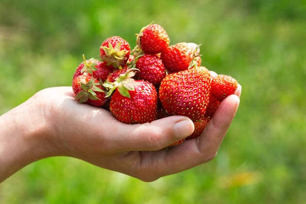 handful of freshly ripe strawberries in a female hand on a blurred green background. Image with selective focus in natural light on a summer day, model released, , property released, , 22781714.jpg, fruit, green, fresh, strawberry, red, hand, organic, food, healthy, juicy, nature, ripe, summer, closeup, sweet, natural, berry, garden, agriculture, picking, harvest, handful, diet, vitamin, tasty, gourmet, farm, human, season, close-up, outdoor, background, nutrition, plant, berries, color, vegetarian, woman, outside, female, arm, mellow, selective focus