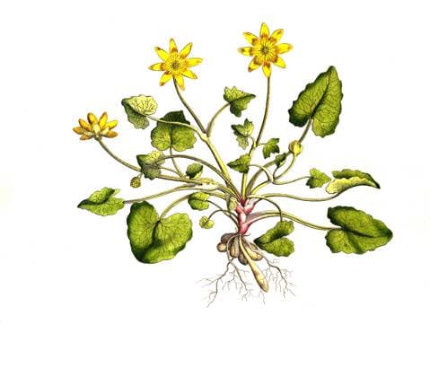 Scharbockskraut, Ficaria verna, Syn. Ranunculus ficaria L., auch Feigwurz oder Frühlings-Scharbockskraut Ficaria verna, formerly Ranunculus ficaria L., commonly known as lesser celandine or pilewort, historical, digital improved reproduction of an original from the 19th century digital restaurierte Reproduktion einer Originalvorlage aus dem 19. Jahrhundert, genaues Originaldatum nicht bekannt