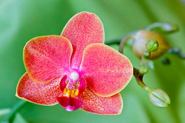 Creative Highlights World Schmetterlingsorchidee, Schmetterlings-Orchidee, Nachtfalterorchidee, Nachtfalter-Orchidee, Malaienblume, Malayenblume, Phalaenopsis-Orchidee, Phalaenopsis (Phalaenopsis amabilis-Hybride), Bluete Moth orchid (Phalaenopsis amabilis-Hybride), flower BLWS664687 *** Butterfly Orchid, Butterfly Orchid, Moth Orchid, Moth Orchid, Malay Flower, Malay Flower, Phalaenopsis Orchid, Phalaenopsis Phalaenopsis amabilis Hybrid , Bluete Moth orchid Phalaenopsis amabilis Hybrid , flower BLWS664687 Copyright: xblickwinkel C.xStennerx