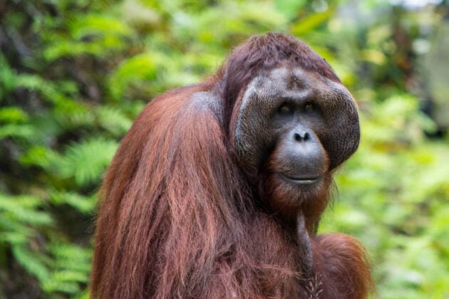 Creative Highlights World Orangutan, adult male, close-up of face and hair in the nature of Borneo, Malaysia (Sarawak Kuching region). Animal Wildlife., model released, , property released, , 33419548.jpg, adult, animal, ape, asia, borneo, brown, cute, endangered, expression, face, forest, funny, hairy, head, jungle, kuching, malaysia, male, mammal, monkey, natural, orang-utan, orange, orangutan, orangutan borneo, portrait, primate, rainforest, sarawak, tree, tropical, wild, wilderness, wildlife