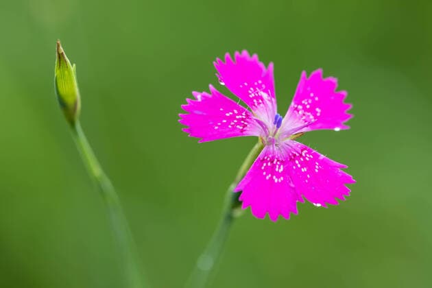 Creative Highlights World macro of beautiful small pink flower Dianthus Maiden Pink ( Dianthus Deltoides), model released, , property released, , 33439748.jpg, dianthus, deltoides, flower, nature, pink, blossom, carnation, floral, plant, meadow, flora, green, beautiful, summer, dianthus deltoides, close-up, petal, beauty, grass, background, garden, maiden pink, gentle, grow, growing, serenity, vertical, delicate, ecology, fragrance, wallpaper, botanical, color image, herb, pollen, species, stem, vegetation, aroma, backdrop, beauty in nature, blossoming, close, detail, field, inflorescence, maiden, nectar, outdoors, perennial,
