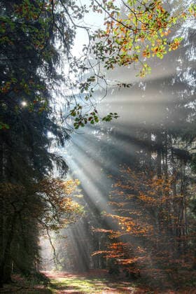 Creative Highlights World God beams - sun rays n the early morning forest, model released, , property released, , 33516108.jpg, God beams, atmosphere, autumn, beams, calm, conifer, coniferous, fall, fog, fogginess, forest, gleam, haze, landscape, light, mist, misty, mood, morning, mystery, natural, nature, nobody, outdoors, path, pine, quiet, rays, scenery, spruce, sun beams, sun rays, sunbeams, sunrays, tranquil atmosphere, tranquility, tree, trees, uncanny, vagueness, weather, woodland, woods, foggy