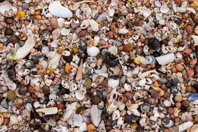 Pile of the shells of molluscs on the beach at low tide, model released, , property released, , 33516116.jpg, abstract, animal, animals, beach, bivalve, clam, cockle, common cockle, conch, crustacean, dam, day, detail, dish, edible, edible clam, edible cockle, empty, food, heart, heart mussel, marine, meal, mollusc, mullusc, muscle, mussel, natural, nature, nobody, outdoor, outdoors, oval, oyster, rest, ribbed, ribbed oval, saltwater, sand, sandy, scallop, sea, sea animal, sea food, sea shell, seafood, seashell, shell, shell-fish, shells