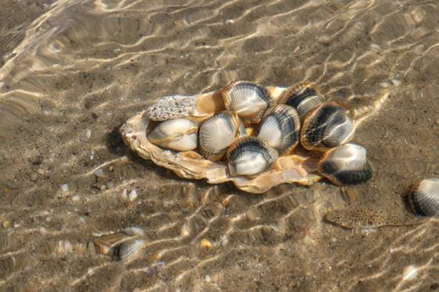 Common cockles underwater on seabed - species of edible saltwater clams, model released, , property released, , 33516126.jpg, abstract, animal, authentic, clam, cockle, common cockle, conch, heart mussel, dam, detail, dish, edible, edible clam, edible cockle, food, heart, meal, muscle, mussel, nobody, outdoors, oval, real, ribbed, ribbed oval, saltwater, sand, sea, sea animal, sea food, seabed, seafood, shell, shell-fish, shuck, underwater, unique, unnatural, unusual, warping, wave, waves, waving