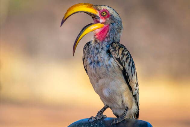 Creative Highlights World Southern yellow-billed hornbill or latin name Tockus leucomelas. Close-up and detail., model released, , property released, , 33516520.jpg, hornbill, southern, yellow-billed, yellow, billed, Tockus leucomelas, bird, close-up, sitting, detail, animals in the wild, wildlife, safari, africa, no people, beak, nature, full length