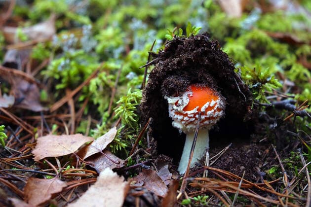 Creative Highlights World The fly agaric is a basidiomycete of the genus Amanita. Poisonous, reports of human deaths resulting from its ingestion, model released, , property released, , 33522262.jpg, agaric, fly, nature, season, forest, red, fungus, mushroom, toadstool, autumn, cap, macro, poisonous, toxic, white, muscaria, grass, leaf, ground, detail, poison, dangerous, danger, colorful, color, beautiful, summer, spotted, stem, fungi, nice, green, concept, orange, august, amanita, blotchy, mottled, scenic, pattern, inedible, outdoors, plant, close-up, september, fall, meadow, natural, decoration, day,