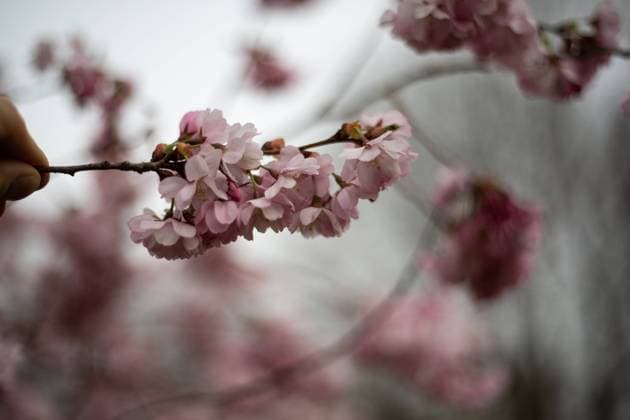 Japanische Kirschblüten in München Viele Menschen versammelnen sich am 29.3.2022 im Münchner Olympiapark bei den japanischen Kirschblüten. In der japanischen Kultur gilt die Kirschblütenzeit als Höhepunkt des Kalenders und Anfang des Frühlings. - Many people gather in the Olympic park in Munich, Germany on March 29, 2022 at the cherry blossoms. In the japanese culture the time of the cherry blossom is a highlight of the calendar and the beginning of the spring. München Bayern Deutschland Copyright: xwww.AlexanderPohl.photographyxxx