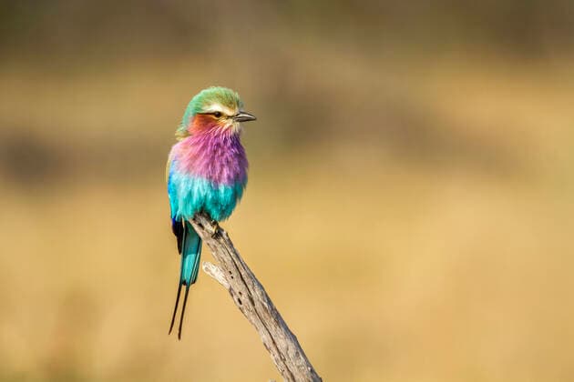 Creative Highlights World Lilac breasted roller isolated in natural background in Kruger National park, South Africa ; Specie Coracias caudatus family of Coraciidae, model released, , property released, , 33635360.jpg, Africa, Animal, Biosphere Reserve, Bird, bird watching, birding, Blur background, Botswana, Colorful, conservation, Coracias caudatus, Coraciidae, Eswatini, Exotic bird, fork tailed, game reserve, Gonarezhou, Horizontal, Kruger, lilac, Lilac breasted roller, Limpopo, mosilikatze, Mozambique, Mpumalanga, Multicolored, National park, Natural background, Nature, Nature reserve, Roller, Safari, South Africa, Southern Africa, Swaziland, throated, Transfrontier, Travel destinations, Tropical bird, Wild, Wild animal, Wildlife, wildlife photography, Zimbabwe