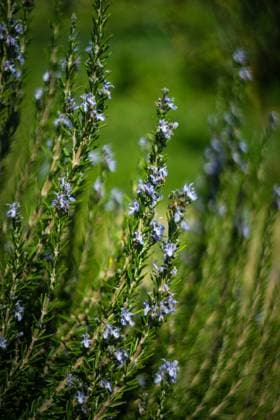 Fresh rosemary plant in a garden as a cooking concept, model released, , property released, , 33836686.jpg, bloom, blossom, concept, cook, cooking, flora, floral, flower, fresh, garden, herb, ingredient, plant, raw, rosemary,