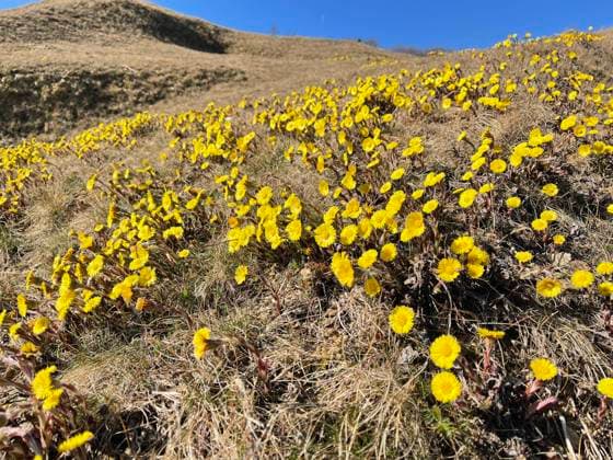 Huflattich, Tussilago Farfara und eine Heilpflanze mit gelben Bleuten. Sie kommt wild vor und wird auch in der Medizin verwendet. Coltsfoot, Tussilago Farfara and a medicinal plant with yellow flowers. It occurs wild and is also used in medicine. Huflattich, Tussilago Farfara *** Coltsfoot, Tussilago Farfara and a medicinal plant with yellow flowers It occurs wild and is also used in medicine Coltsfoot, Tussilago Farfara and a medicinal plant with yellow flowers It occurs wild and is also used in medicine Coltsfoot, Tussilago Farfara