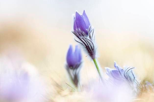  Kuhschellen oder Küchenschellen (Pulsatilla vulgaris) auf Wiese, Niederösterreich, Österreich, Europa *** Cowbells or Pasquebells Pulsatilla vulgaris on meadow, Lower Austria, Austria, Europe Copyright: imageBROKER/SonjaxJordan ibxjor08192595.jpg