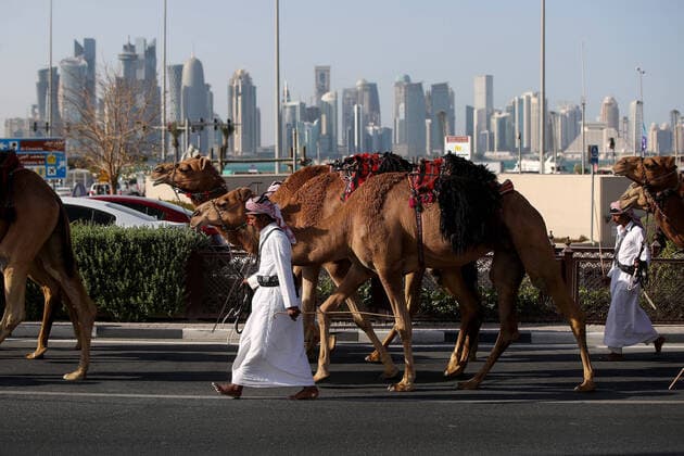 Camels in Qatar Camels and its owners can be seen on the photo in Doha, Qatar on March 31, 2022. Camel races are very popular in Qatar. There are about 22,000 races in Qatar that are used only for racing and about 55,000 in the entire Gulf region. Camels are present on farms, used in the army and for leisure, horseback riding and breeding. IgorxKralj PIXSELL