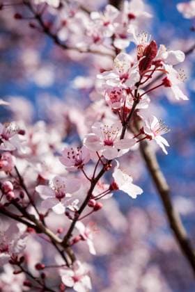 Beautiful pink spring blossom on the branch of a sakura, or Japanese Flowering Cherry tree, against a blue sky, symbolic of the freshness of spring, model released, , property released, , 13982706.jpg, blossom, blue, botanical, branch, cherry, closeup, cluster, cultivated, floral, flowering, flowers, fresh, garden, gardening, horticulture, japanese flowering cherry, ornamental, pink, prunus, sky, spring, springtime, symbolic, sakura, fragrant, pollination, shallow dof, stamens, growing, blooming, flora, plant, tree, beauty, sunshine, delicate, fragile, scent, twig, nature,