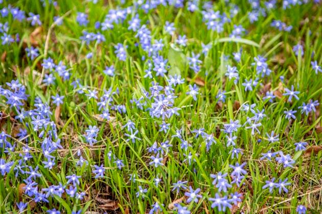 Die Gewöhnliche Sternhyazinthe ( Chionodoxa luciliae ), auch Schneeglanz oder Gewöhnlicher Schneestolz genannt, ist eine Pflanzenart in der Familie der Spargelgewächse ( Asparagaceae ). Sternhyazinthe *** The common star hyacinth Chionodoxa luciliae , also called snow lucilia or common snow lucilia, is a species of plant in the asparagus family Asparagaceae star hyacinth