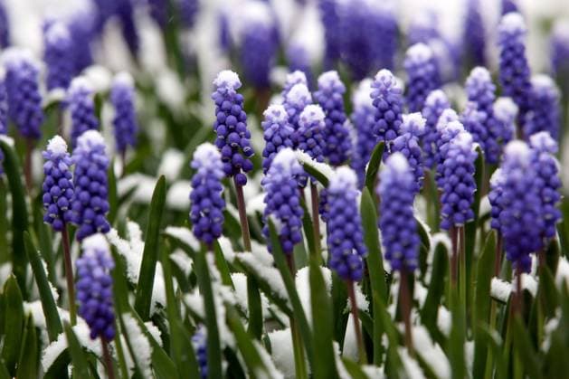 Sehr kaltes und graues Fruehlingswetter. Der April startet sehr ungemuetlich. Es kommt am Nachmittag immer wieder zu Schneefall. Traubenhyazinthen in einem Garten in Siegen mit Schnee bedeckt. Fruehling im Siegerland am 01.04.2022 in Siegen Deutschland. *** Very cold and gray spring weather April starts very uncomfortable There is snowfall again and again in the afternoon Grape hyacinths in a garden in Siegen covered with snow Spring in Siegerland on 01 04 2022 in Siegen Germany