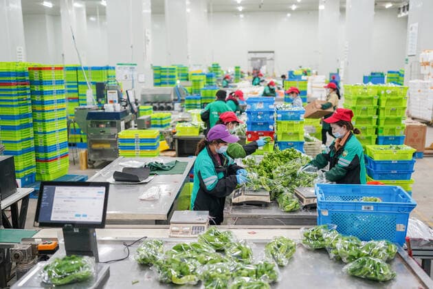 Coronavirus in China, Eindrücke aus Shanghai (220402) -- SHANGHAI, April 2, 2022 -- Staff members work at a vegetable warehouse in Songjiang District, east China s Shanghai, April 1, 2022. Farm produce providers in Shanghai have been making efforts to ensure the supply of vegetables for residents under temporary closed-off management. The second phase of closed-off management in Shanghai has come into force in areas west of the Huangpu River on Friday amid a recent spike in COVID-19 infections, according to local authorities. As scheduled, nucleic acid testing will be held from Friday to April 5 for around 16 million people, and 12 districts will be put under temporary closed-off management. ) CHINA-SHANGHAI-COVID-19-PREVENTION & CONTROL-VEGETABLES-SUPPLY (CN) DingxTing 