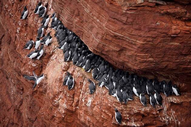 Creative Highlights World Trottellumme (Uria aalge) sitzen an einer Felswand, Schleswig-Holstein, Insel Helgoland, wildlife, Deutschland, Europa *** Common guillemot Uria aalge sitting on a rock face, Schleswig Holstein, Helgoland Island, wildlife, Germany, Europe Copyright: imageBROKER/RonaldxWittek ibxron08192186.jpg