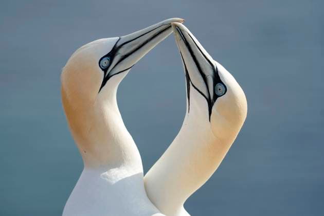 Basstölpel (Sula bassana) Tierporträt, Balzverhalten, Insel Helgoland, Schleswig-Holstein, wildlife, Deutschland, Europa Copyright: imageBROKER/RonaldxWittek ibxron08192250.jpg