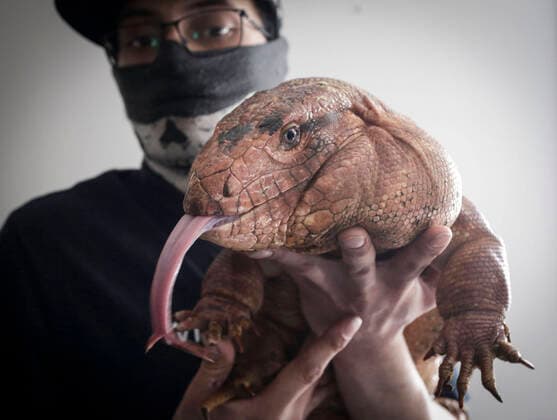 Entertainment Themen der Woche KW13 (220402) -- DELTA (CANADA), April 2, 2022 -- A man shows a red tegu during the 2022 Vancouver Reptile Expo in Delta, British Columbia, Canada, on April 2, 2022. (Photo by Xinhua) CANADA-DELTA-VANCOUVER REPTILE EXPO LiangxSen 