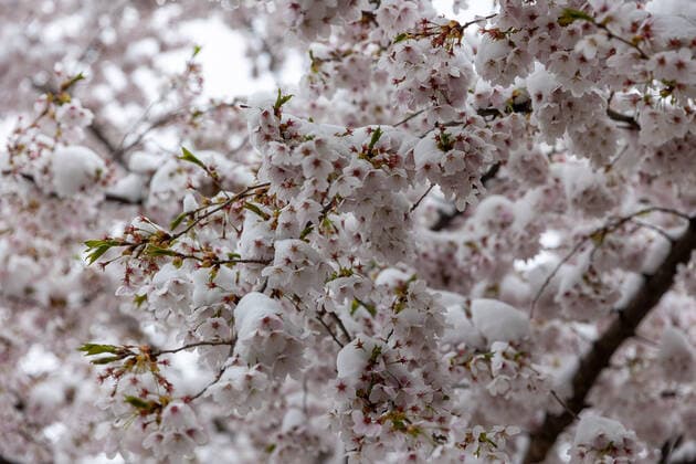 News Themen der Woche KW13 Reutlingen Themenbilder: Das Wetter in Reutlingen, 03.04.2022 Themenbilder: Das Wetter in Reutlingen, Kirschblueten unter dem Schnee, 03.04.2022, *** Reutlingen theme images The weather in Reutlingen, 03 04 2022 theme images The weather in Reutlingen, cherry blossoms under the snow, 03 04 2022, Copyright: xDROFITSCH EIBNERx EP_ddh