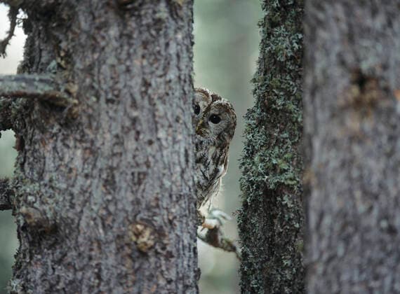 IMAGO Nature: Unsere Erde, Tiere, Tierische Meister der Tarnung Owl peeking from behind tree , 10003348.jpg, Caution, Curiosity, Cute, Animal camouflage, Behind, One animal, Trees, Forest, Peeking, Owl, Eye contact, Selective focus, Shyness, Outdoors, Wildlife, Nobody, Photography, wooded, Woodland, trees, woods, Aves, birds of prey, Bird of prey, Bird, raptor, 1, single animal, one, wild, wild animal, nature, Natural world, Animals, gaze, looking, awkward, shy, timidness, timid, Timidity, defocussed, defocused, differential focus, blurring, blurry, blurred, Blur, looking at, Looking, peer, peering, look, peek, peekaboo, peek-a-boo, outside, adorable, cuteness, interested, interest, inquisitive, curious, cautious, careful, adaptation, adaptable, adaptability, camoflaged, camoflage, Animal defense mecha