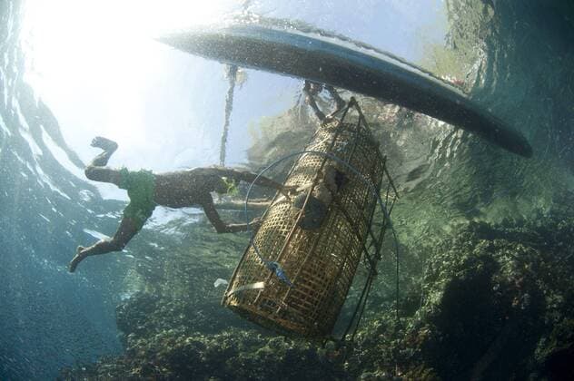 IMAGO Creative, Unsere Erde, Umweltverträgliche Herausforderungen des 21. Jahrhunderts, Überfischung Fischer führt Fischkorb auf Fischerboot, Kreuzigungspunkt, Pantar-Insel, Alor-Archipel, Kleine Sunda-Inseln, Indonesien, November, Asien *** Fisherman leading fish basket on fishing boat, Crucifixion Point, Pantar Island, Alor Archipelago, Lesser Sunda Islands, Indonesia, November, Asia Copyright: imageBROKER/FLPAx/xColinxMarshall iblhoj05628111.jpg