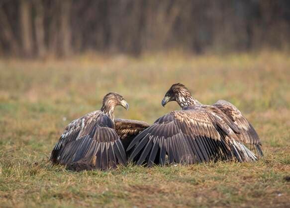  Seeadler (Haliaeetus albicilla) am Boden sitzend, Polen, Europa *** White-tailed eagle Haliaeetus albicilla sitting on ground, Poland, Europe Copyright: imageBROKER/christianxzappel ibxcza08200712.jpg