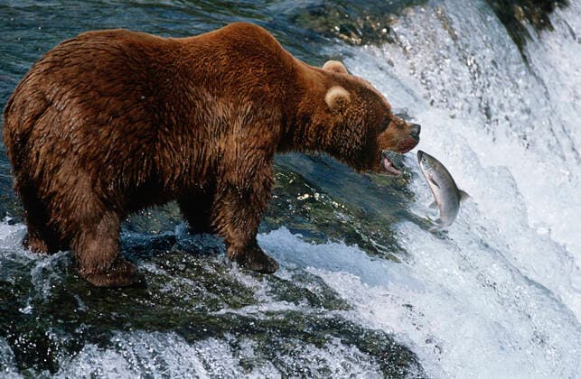 Creative Highlights World USA Alaska Katmai National Park Brown Bear catching Salmon in river side view , 10038524.jpg, nobody, outdoors, day, side view, full length, one animal, nature, animals in the wild, river, waterfall, anticipation, hunger, catching, brown bear, grizzly bear, bear, salmon, fish, feeding, mammal, endangered animal, jumping, alaska, usa, katmai national park, wildlife, food chain, side, view,