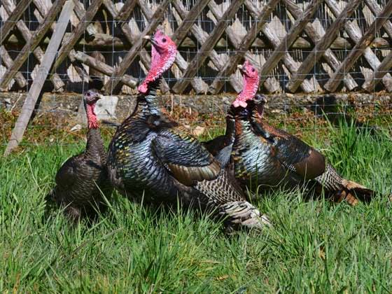 Truthuhn, Truthahn (Meleagris gallopavo), aufmerksame Haehne und Hennen auf einer Wiese, Deutschland, NRW common turkey (Meleagris gallopavo), attentively roosters and hens in a meadow, Germany, North Rhine-Westphalia BLWS665536 *** Turkey, turkey Meleagris gallopavo , attentive roosters and hens in a meadow, Germany, NRW common turkey Meleagris gallopavo , attentive roosters and hens in a meadow, Germany, North Rhine Westphalia BLWS665536 Copyright: xblickwinkel D.xMaehrmannx
