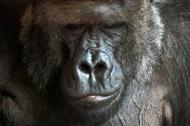 Entertainment Themen der Woche KW14 Entertainment Bilder des Tages April 6, 2022, Prague, Czech Republic: Western Lowland Gorilla male called Richard in indoor enclosure at Prague Zoo in the Czech Republic. Prague Czech Republic - ZUMAr156 20220406_zap_r156_002 Copyright: xSlavekxRutax