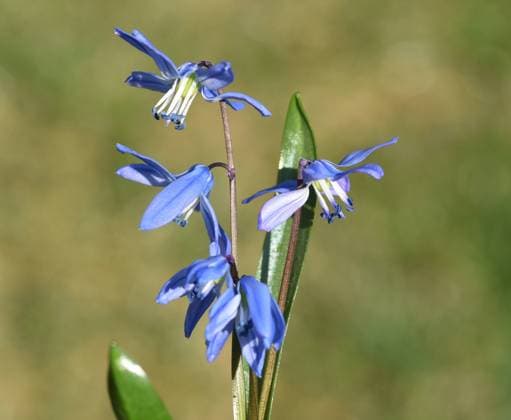 Blaustern, Scilla Sibirica, Blausternchen ist ein Fruehblueher mit schoenen blauen Blueten. Squill, Scilla Sibirica, Squill is an early bloomer with beautiful blue flowers. Blaustern, Scilla, Sibirica *** Squill, Scilla Sibirica, Squill is an early bloomer with beautiful blue flowers Squill, Scilla, Sibirica, Squill is an early bloomer with beautiful blue flowers Squill, Scilla, Sibirica