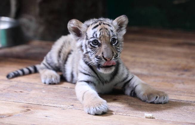 Entertainment Themen der Woche KW14 (220407) -- GUANGZHOU, April 7, 2022 -- A Bengal tiger cub is seen at the Chimelong Safari Park in Guangzhou, south China s Guangdong Province, April 7, 2022. The newly-born Bengal tiger quintuplets in the park will make their debut on Friday. ) CHINA-GUANGDONG-GUANGZHOU-BENGAL TIGER-QUINTUPLETS-DEBUT (CN) HuangxGuobao 