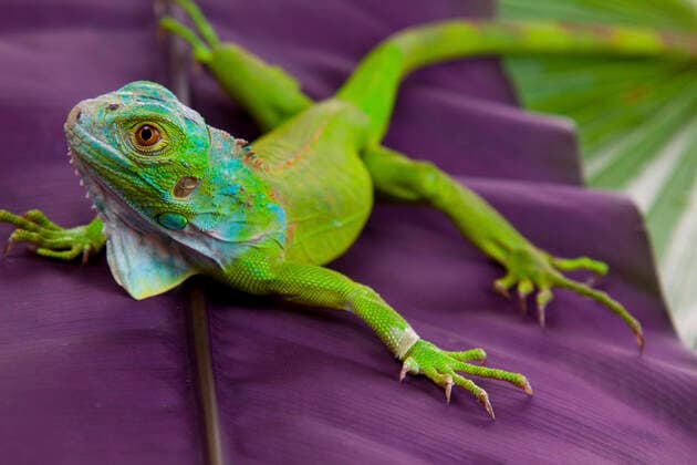 Green Lizzard , 5839766.jpg, animal, asia, background, beach, central, close, closeup, crocodialian, environment, eublepharis, fear, feeds, gecko, gekkonidae, hemidactylus, hiding, house, insectivores, isolated, leopard, lizard, macularius, mediterranean, natural, nocturnal, reptile, rock, sand, squamata, stone, sun, turcicus, up, white, yellow,
