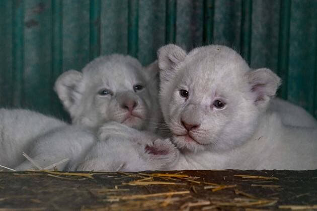 Bilder des Jahres 2022, Entertainment 04 April Entertainment Themen der Woche KW14 (220407) -- SKOPJE, April 7, 2022 -- Three white lion cubs lay in the cage at the Zoo of Skopje in Skopje, North Macedonia, April 7, 2022. The Zoo of Skopje is experiencing a baby boom these days, with the birth of more than 30 offsprings of different species. (Photo by Xinhua) NORTH MACEDONIA-SKOPJE-ZOO-CUBS TomislavxGeorgiev 