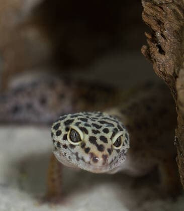 smiling leopard gecko on desert , 7366276.jpg, reptile, gecko, lizard, macro, nature, reptilian, animal, background, beauty, biology, brunch, closeup, color, conservation, creature, delicious, detail, dragoon, ecology, endangered, exotic, eye, front, gazing, green, herpetology, leopard, looking, pet, pigment, portrait, primal, primitive, saurian, scale, science, space, species, spotted, staring, vertebrate, view, wild, wildlife, yellow, zoo, zoology, smile,