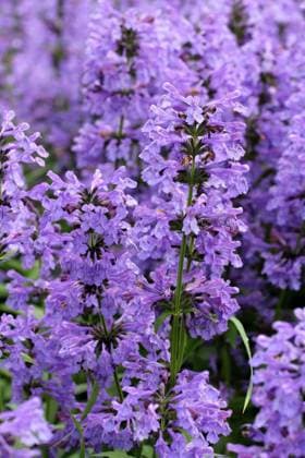 Purple flowers of Hyssopus officinalis close up. , 7411152.jpg, flower, flowers, Hyssop, Hyssopus officinalis, Hyssopus, officinalis, purple, herb, herbal, nature, plant, background, natural, blossom, summer, spring, blooming, violet, spice, medicine, leaf, green, gardening, lilac, bright, beauty, herbs, backgrounds, beautiful, backdrop, garden, eating, lavender, freshness, seasoning, selective, outdoors, blue, cooking, growth, healthcare, nobody, organic, scented, medicinal, herbaceous, ingredient, plants, bunch, stem,