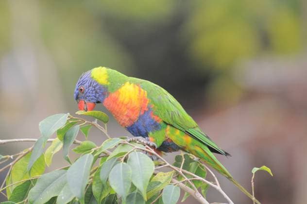 One Very Colored Parrot in a Park in Tenerife, Spain , 9284164.jpg, parrot, bird, colorful, macaw, white, animal, blue, parrots, green, background, tropical, pet, beautiful, exotic, beak, wildlife, feather, feathers, birds, red, yellow, wild, nature, conure, ara, zoo, color, amazon, perch, cute, domestic, avian, texture, ararauna,
