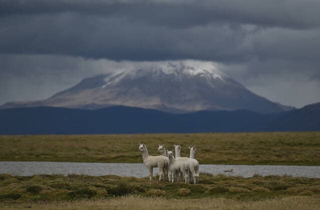 Creative Highlights World Fauna In Salinas Y Aguada Blanca National Reserve A small herd of young llamas seen near the shores of Laguna de Salinas at Salinas y Aguada Blanca National Reserve. On Wednesday, 06 April, 2022, in Salinas y Aguada Blanca National Reserve, Arequipa, Peru. Salinas y Aguada Blanca National Reserve Peru  Copyright: xArturxWidakx originalFilename: widak-salinasy220406_npIUL.jpg