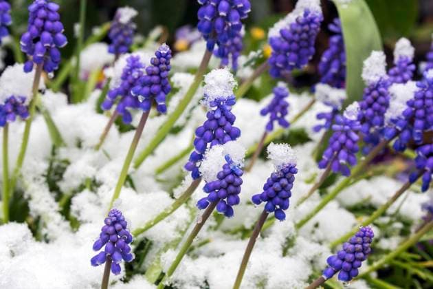  Traubenhyazinthen (Muscari) im Schnee, Baden-Württemberg, Deutschland, Europa *** Grape hyacinth Muscari in snow, Baden Württemberg, Germany, Europe Copyright: imageBROKER/HarryxLaub ibxhal08203363.jpg
