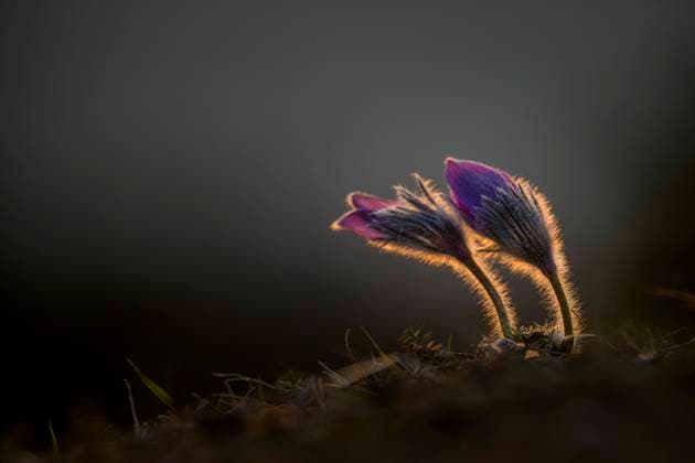  Gewöhnliche Kuhschelle (Pulsatilla vulgaris), Hessen, Deutschland, Europa *** Common cowbell Pulsatilla vulgaris , Hesse, Germany, Europe Copyright: imageBROKER/MarcusxSiebert ibxmcs08205349.jpg