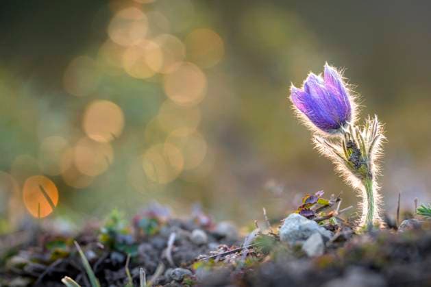  Gewöhnliche Kuhschelle (Pulsatilla vulgaris), Hessen, Deutschland, Europa *** Common cowbell Pulsatilla vulgaris , Hesse, Germany, Europe Copyright: imageBROKER/MarcusxSiebert ibxmcs08205351.jpg