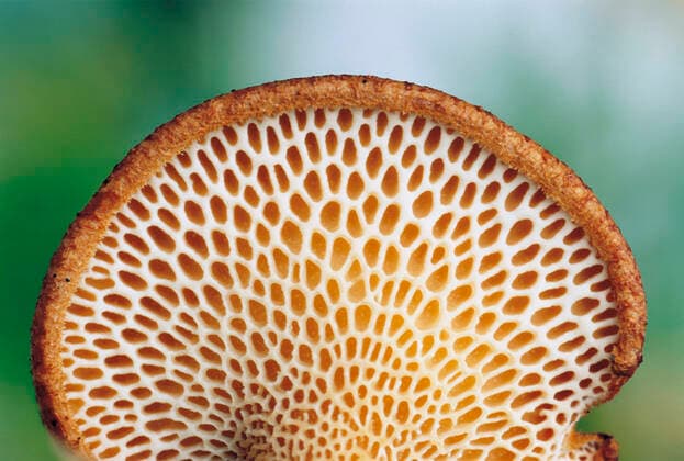 Creative Highlights World Weblike Underside of Fungus , 9916378.jpg, Pattern, Fungus, Texture, Nobody, Outdoors, Plants, Photography, patterned, fungi, Mycota, Mycetae, textured, textured effect, Background, flora, plantlife, nature, Natural world, outside,