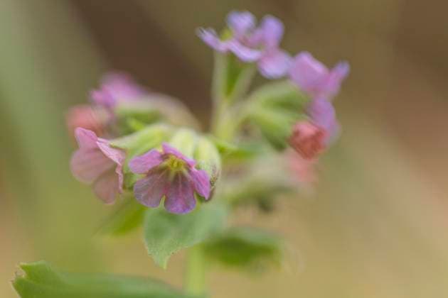 Pflanzen 2022-04-08, GER, Bayern: echtes Lungenkraut *** Plants 2022 04 08, GER, Bavaria true lungwort