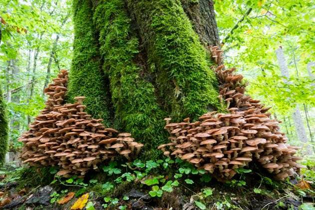 Gemeiner Hallimasch (Armillaria ostoyae), Fruchtkörper wachsen aus einem mit Moos bewachsenen Baumstamm, Natonalpark Bayerischer Wald, Bayern, Deutschland, Europa *** Common Hallimasch Armillaria ostoyae , fruiting bodies grow from a tree trunk overgrown with moss, Bavarian Forest National Park, Bavaria, Germany, Europe Copyright: imageBROKER FrankxSommariva ibxfso08203706.jpg