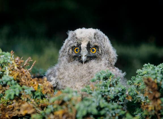 Creative Highlights World Baby owl in moss , 10003316.jpg, Softness, One animal, Owlet, Great horned owl, Eye contact, Outdoors, Wildlife, Nobody, Photography, Aves, Typical owl, Owl, Eagle-owl, birds of prey, Bird of prey, Bird, Strigidae, Bubo virginianus, raptor, Bubo, Baby bird, Baby animal, Young animal, baby owl, young, 1, single animal, one, wild, wild animal, nature, Natural world, Animals, gaze, looking, soft, outside,