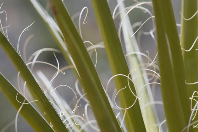 Creative Highlights World Joshua tree fronds close-up , 10025660.jpg, Colour, Photography, nobody, outdoors, day, high section, close-up, detail, focus on foreground, nature, afternoon, natural beauty, pattern, solitude, frond, Joshua tree, leaf, fiber,