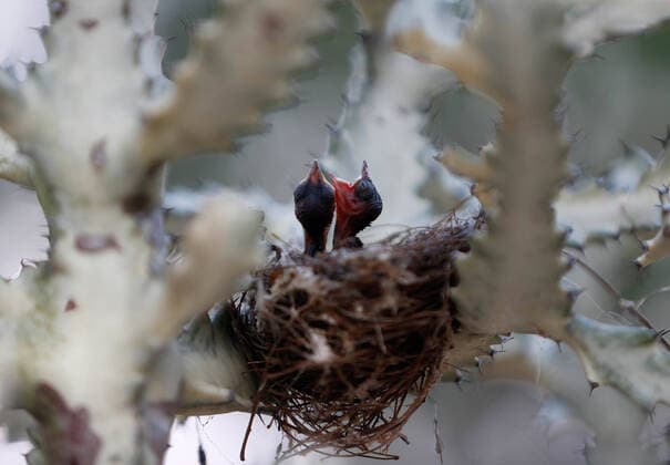 Creative Highlights World April 12, 2022, Nakhon Sawan, Thailand: The newborn sparrows await their mother to bring food to their nest in Nakhon Sawan province, north of Bangkok. Nakhon Sawan Thailand - ZUMAs197 20220412_zab_s197_001 Copyright: xChaiwatxSubprasomx
