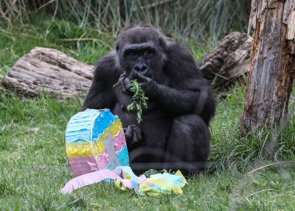 Bilder des Jahres 2022, News 04 April News Themen der Woche KW15 Zookeepers at ZSL London Zoo have laid on a festive egg hunt for the animals ahead of the Easter bank holiday weekend. Painting papier-mÃ¢chÃ eggs in bright colours, keepers hid tasty treats for meerkats Frank, Dracula, Penelope and Meko to find amongst the sandy rocks in their home, before hanging veg filled Easter pinatas for Western lowland gorillas Mjukuu, Effie, Alika and Gernot to eggsplore. ZSL London Zoo?s Head Zookeeper Dan Simmonds said: The gorillas loved tearing into their colourful Easter pinatas in search of snacks, but despite there being plenty to go round, the meerkats were eggstremely protective over their festive hoard - something that other families might find familiar this Sunday! When: 13 Apr 2022 Credit: Copyright: xx 51408006 EDITORIAL USE ONLY. NOT FOR USE BY NEWSPAPERS BASED IN THE UK.