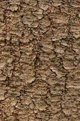 Creative Highlights World Die Rinde eines Baums in einem Waldstück in der nähe eines Bachs bei Rottweil. Rottweil Baden-Württemberg Deutschland *** The bark of a tree in a forest near a stream near Rottweil Rottweil Baden Württemberg Germany
